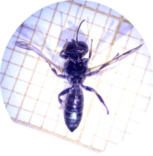 Crossocerus quadrimaculatus